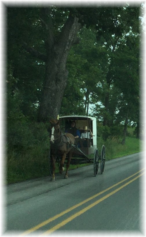 Big Valley horse and buggy