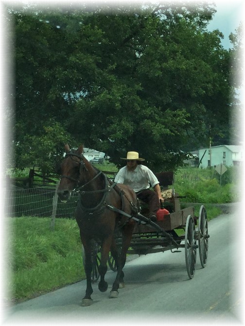 Amish horse and open cart
