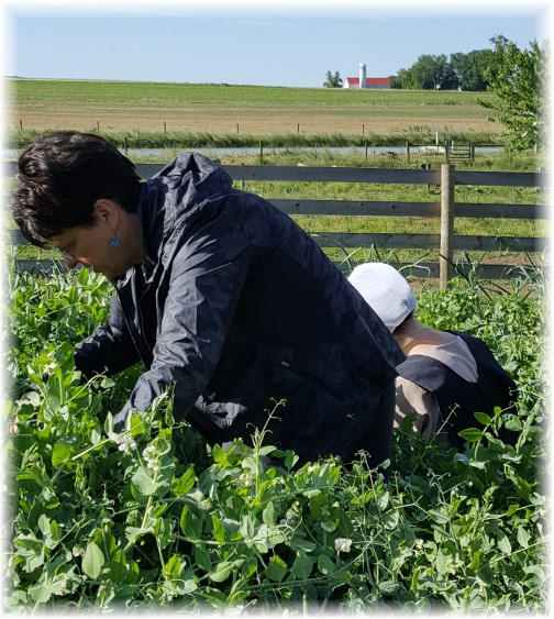 Brooksyne picking peas 6/9/16