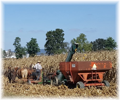 Amish corn harvest 10/6/16