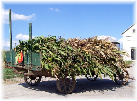 Corn harvest on wagon