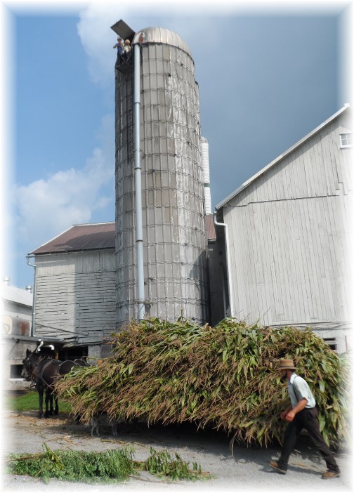 Harvesting corn silage on an Amish farm 8/29/13