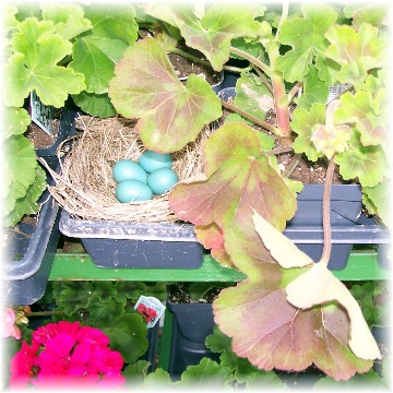 Creekside greenhouse (robin eggs) 5/7/11