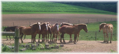 Amish team horses 7/12/11