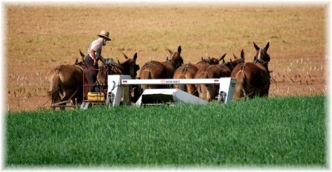 Amish harvest (photo by Doris High)