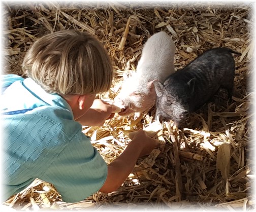 Eli James feeding baby pigs 6/8/17