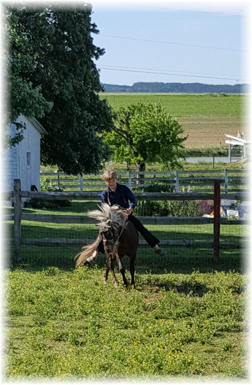 Eli riding pony bareback 6/9/16