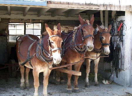 Amish mule team ready for field work