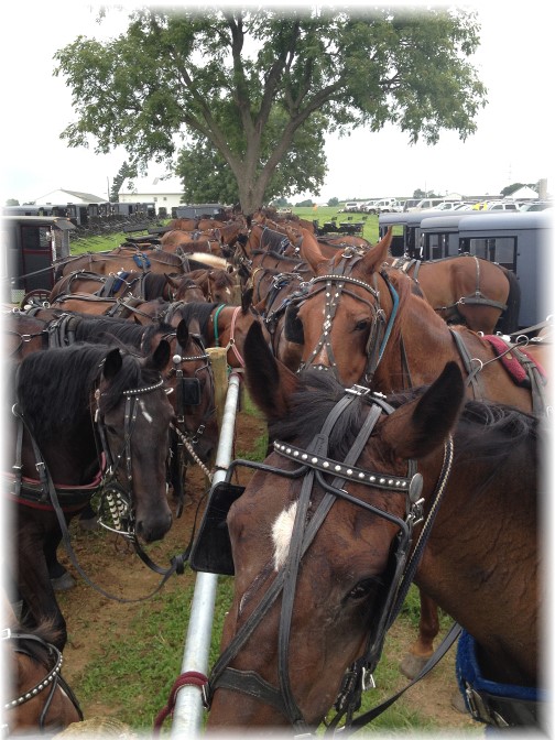 Horses at Haiti Benefit Auction 7/17/15 (Click to enlarge)