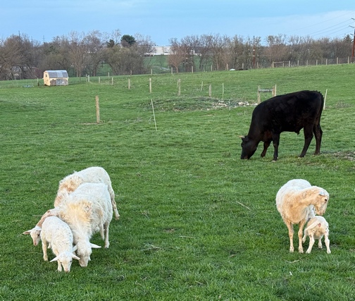 Animals in Levi's pasture