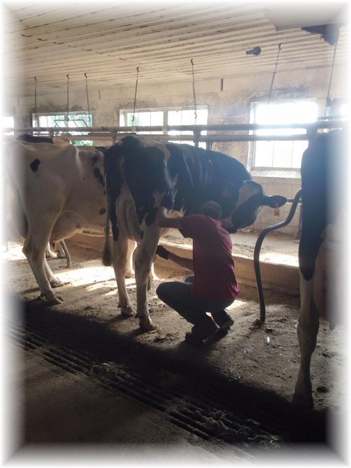 Nick milking on Amish farm 7/12/15