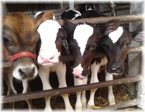 Calves on the Old Windmill Farm 10/10/17