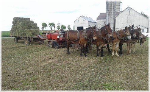 Old Windmill Farm hay baling team 6/7/18 (Click to enlarge)