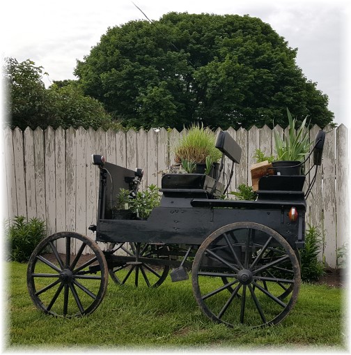 Amish open cart with flowers 5/11/17