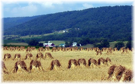 Shocked wheat in Kishacoquillas Valley