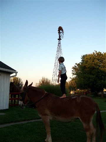 Amish boy standing on mule