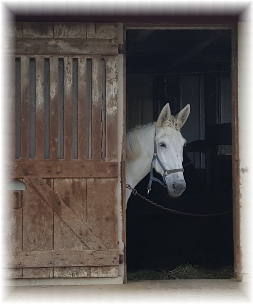 White horse in Amish barn