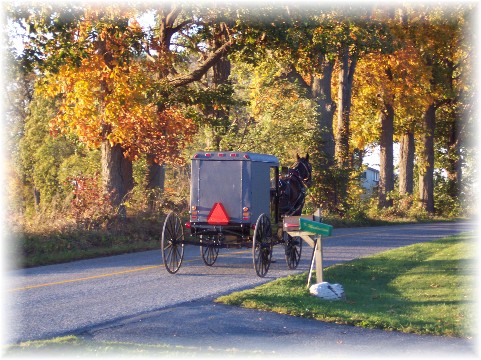Photo of horse and buggy
