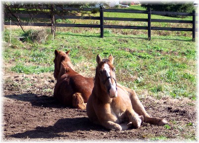 Photo of Amish team horses