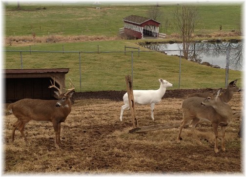 Deer at Oregon Dairy 12/28/14