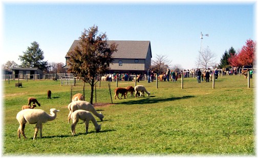 Alpaca Farm in Lancaster County PA 11/11