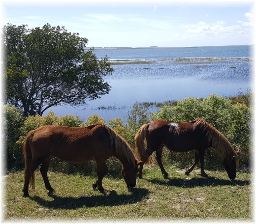 Assateague Island wild ponies 9/23/17