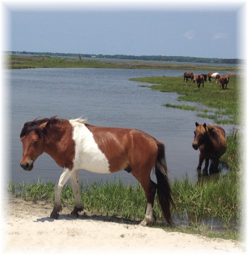 Assateague Island wild horses 6/8/15