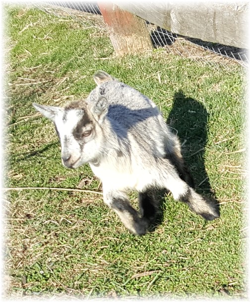 Baby goat on Amish farm 2/28/17