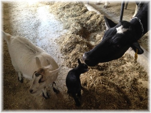 Kid goat and dairy cow 4/17/15