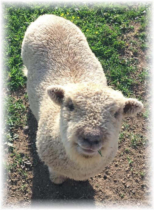 Baby doll lamb on Old Windmill Farm