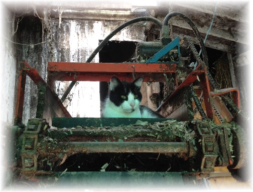Barn cat on farm machinery 6/4/14