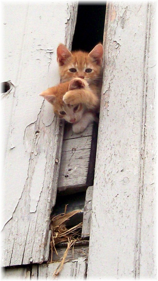Barnloft kittens