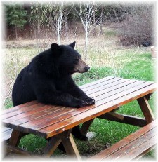 Bear at picnic table
