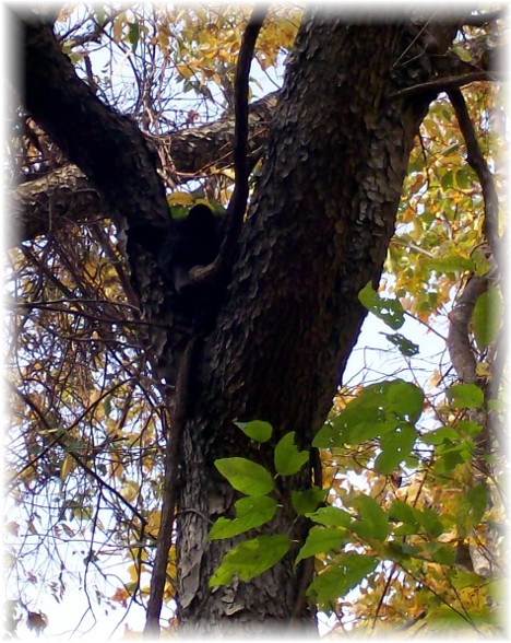 Bear in tree Smoky Mountains