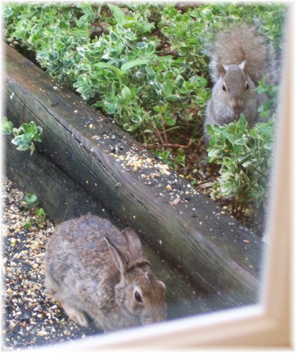 Bunny & squirrel feeding on bird seed 5/13/10