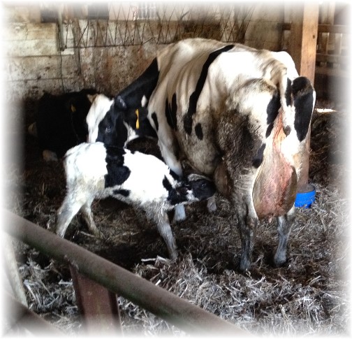A newborn calf's first nursing 10/14/15