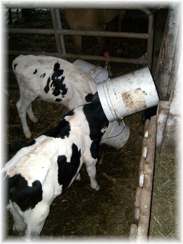 Calves with buckets