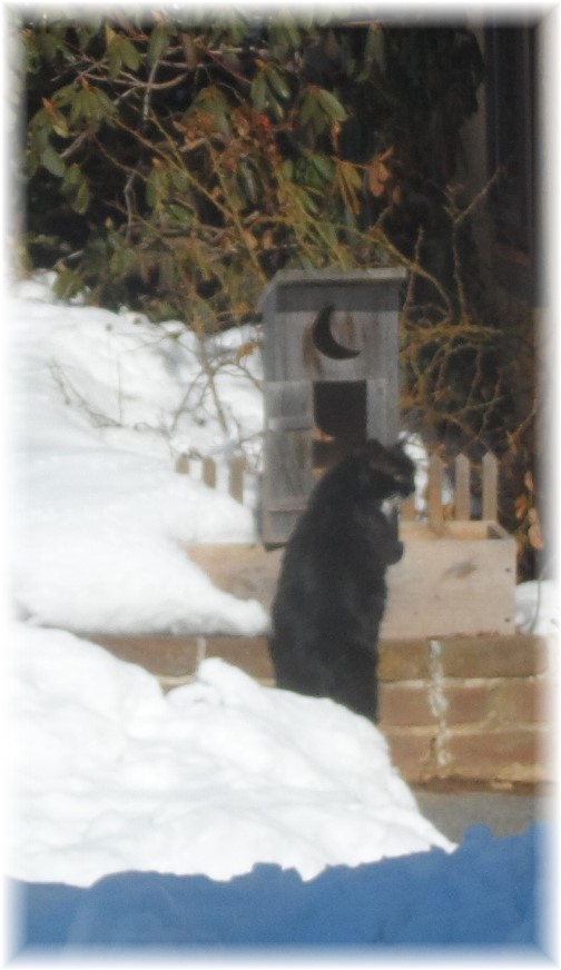 Cat looking at outhouse 2/17/14