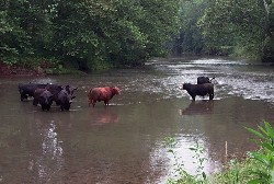 Cattle in stream