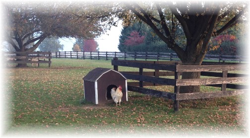 Chickens in dog house 10/29/14