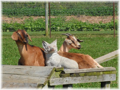 Goats on Colebrook Road