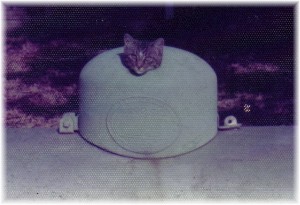 Our first cat, Coon, on propane tank