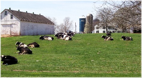 Cows resting in pasture 4/4/10