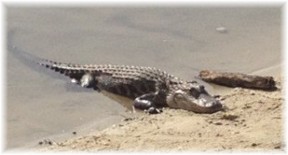 Crocodile on golf course (photo by Ken Leaman)