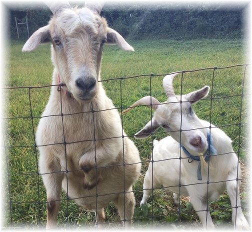 Curious goats along York Heritage Rail Trail 9/8/15
