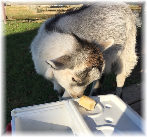 Daisy the goat with banana, Lancaster County, PA 11/17/17