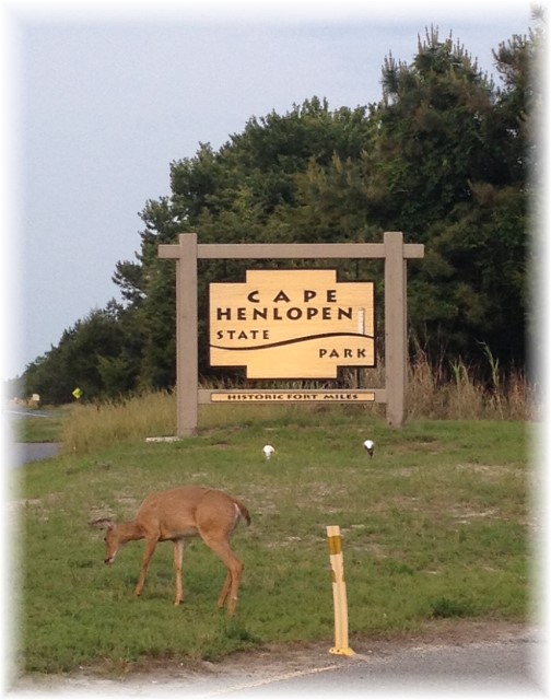 Deer on Cape Henlopen 6/9/15