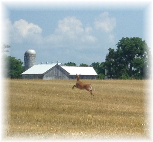 Leaping deer in farm field 7/11/14
