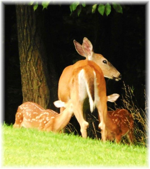 Deer nursing fawns, Rick Steudler (clik to enlarge)