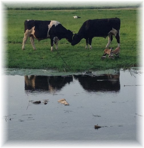 Young bulls facing off across Donegal Creek 5/13/14